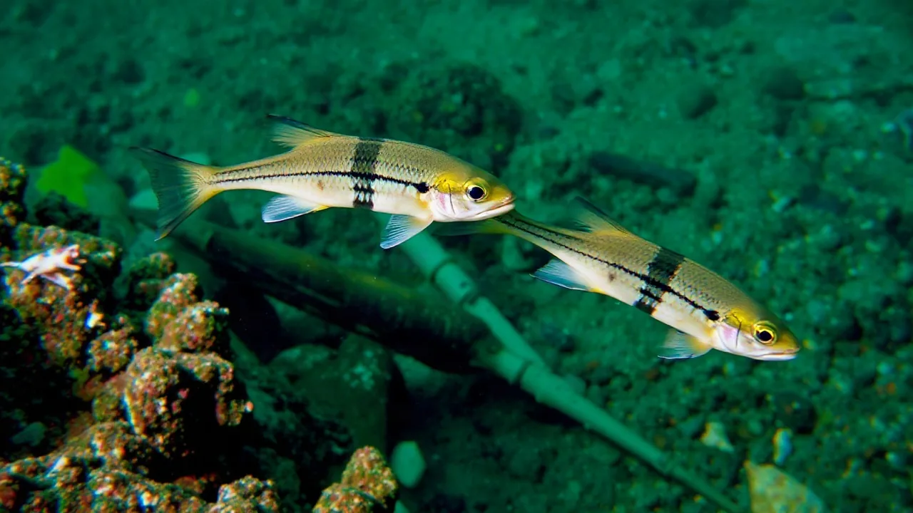 2011 Tsunami Caused Fish Hybridization, But Species Limits Persisted