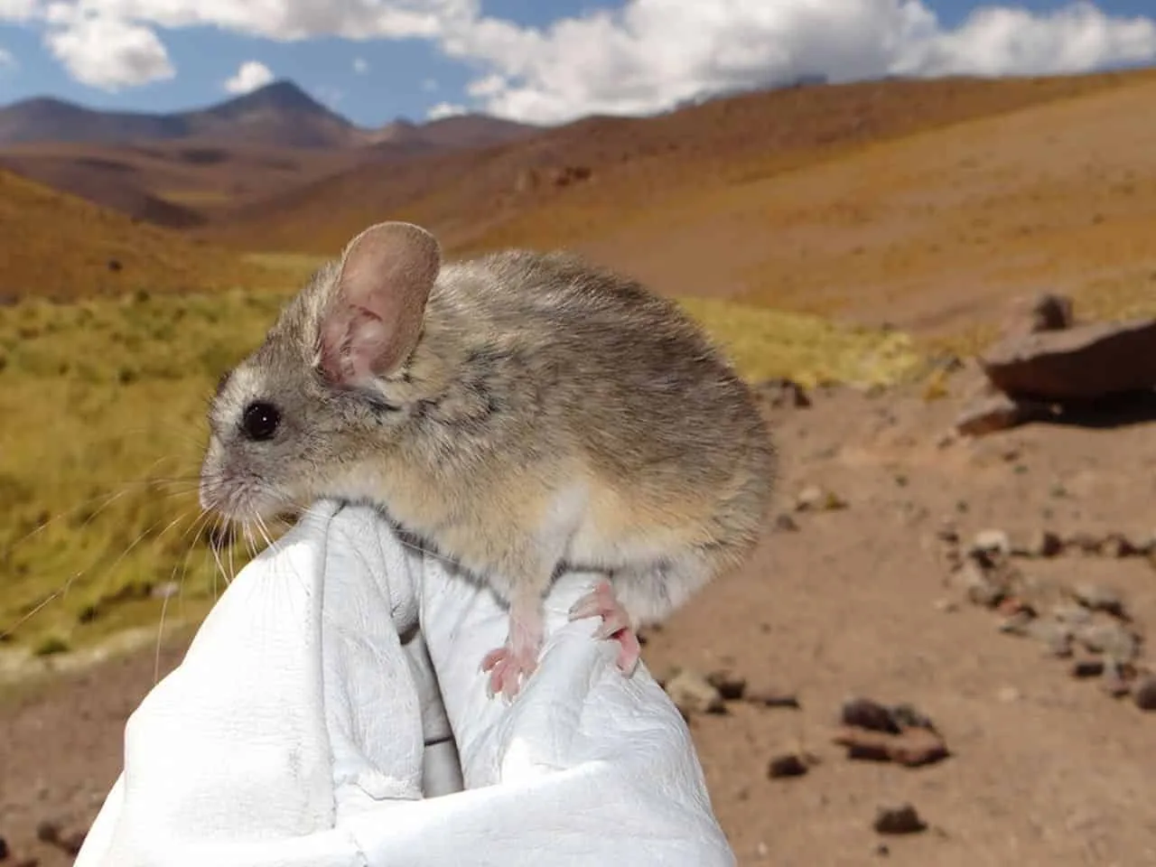 Andean Mouse's Survival Secrets at 7,000 Meters Revealed