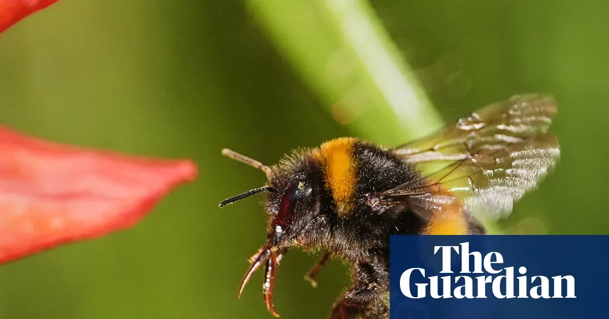 Bees Demonstrate Tool Use in Novel Problem-Solving Study