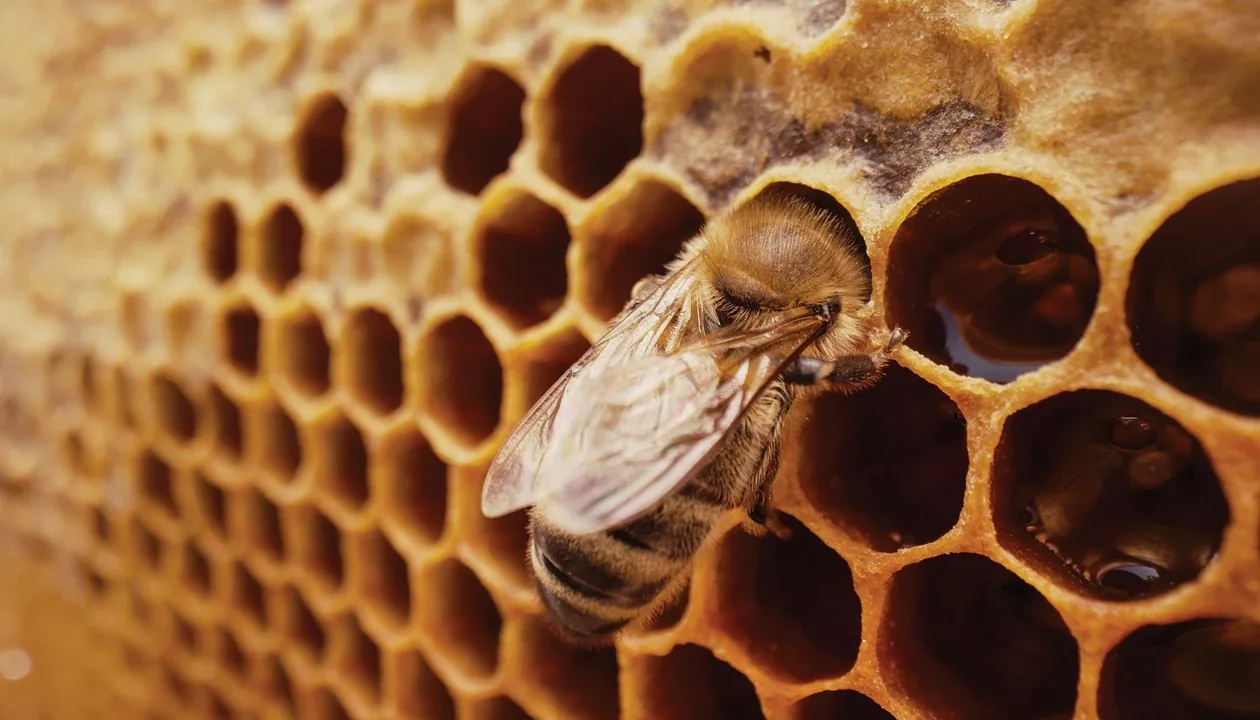 Bespoke Wax Cradles Shape Queen Bee Development, Study Finds