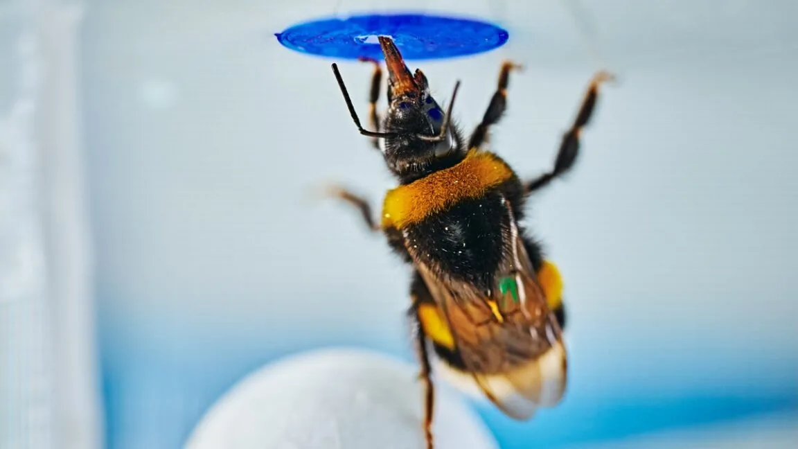 Bumblebees Exhibit Spontaneous Problem-Solving Skills, New Study Reveals