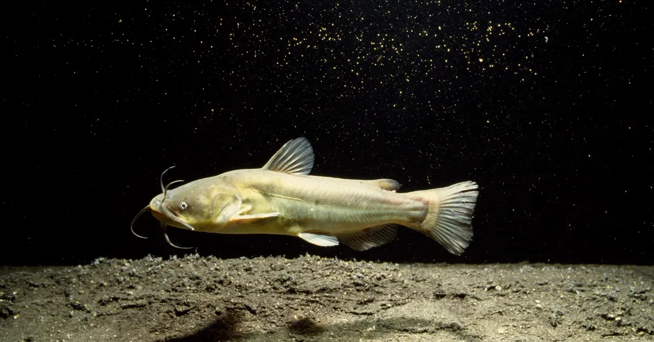 Contagious Cancer Spreads Among North American Catfish