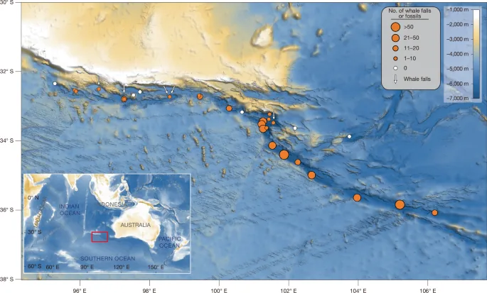 Deep-Sea Whale Graveyard Found in Indian Ocean's Diamantina Zone