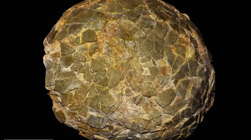 Giant Dinosaur Eggs Found at High Latitudes Reveal Incubation Strategy