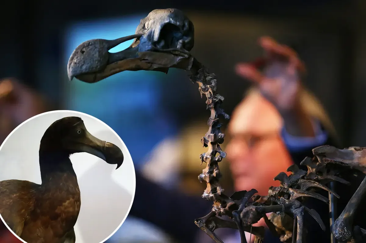 Dodo Bird Intelligence Reassessed: Study Challenges Stupidity Myth