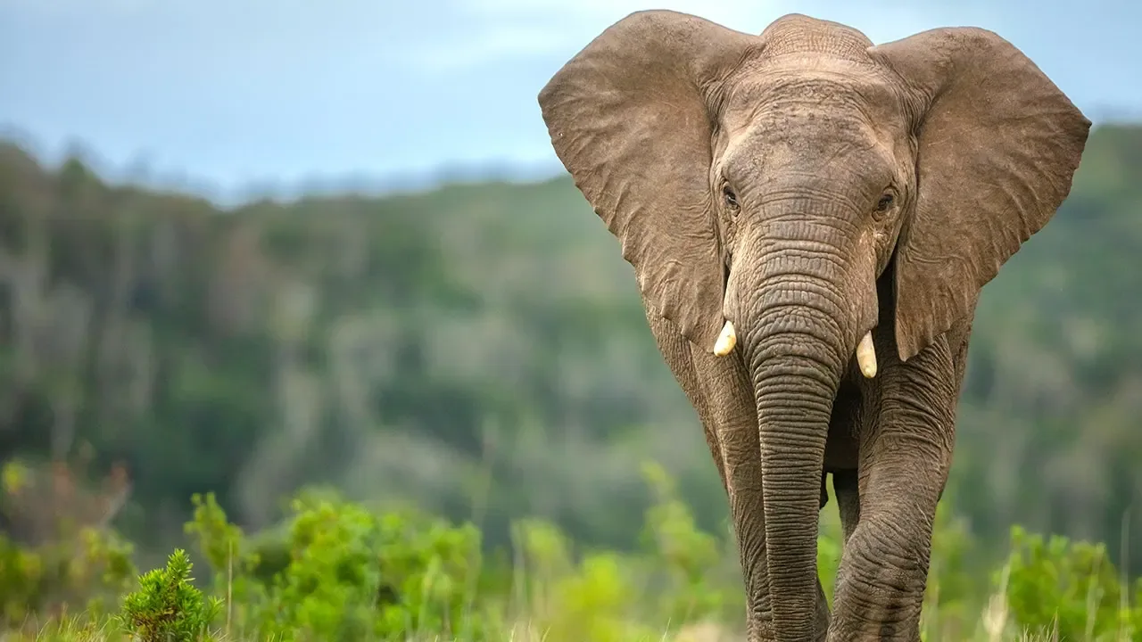 1.8 Million-Year-Old Elephant Butchery Sites Reveal Early Human Survival Tactics
