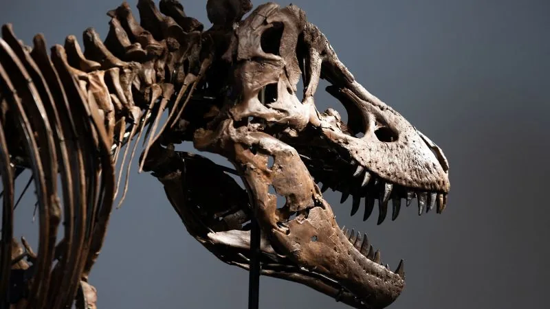 Gus T. rex Fossil Smashes Records at $50.1 Million Auction