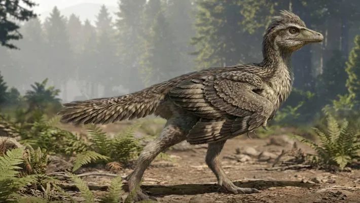New Jurassic Bird Fossil Shows Birds Evolved Tails in Steps