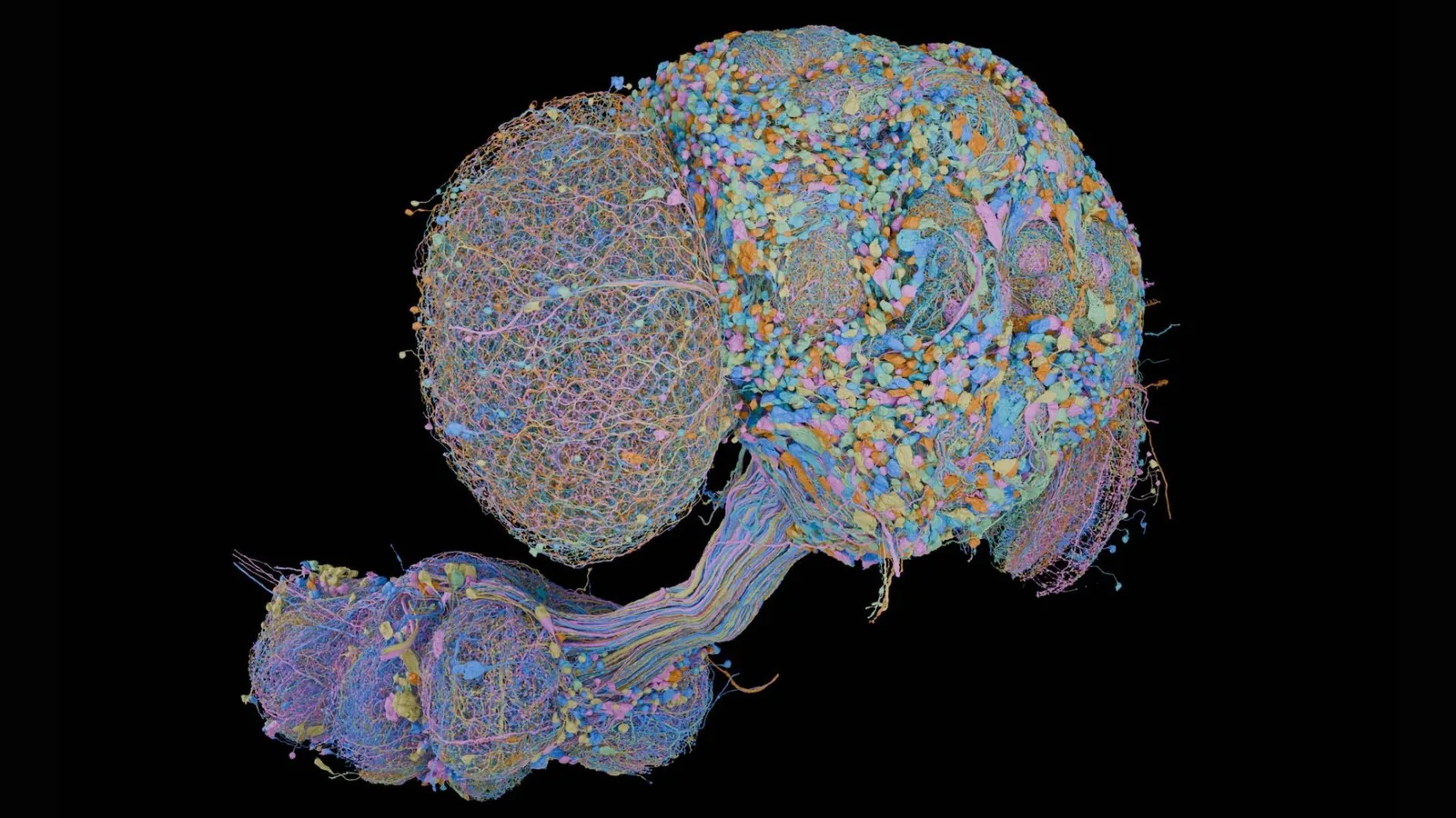 Male Fruit Fly Brain Mapped With All 166,000 Neurons, Aids Sex Difference Study
