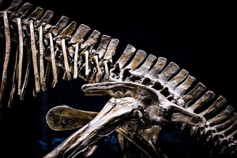 New 210-Million-Year-Old Dinosaur Unearthed in Zimbabwe