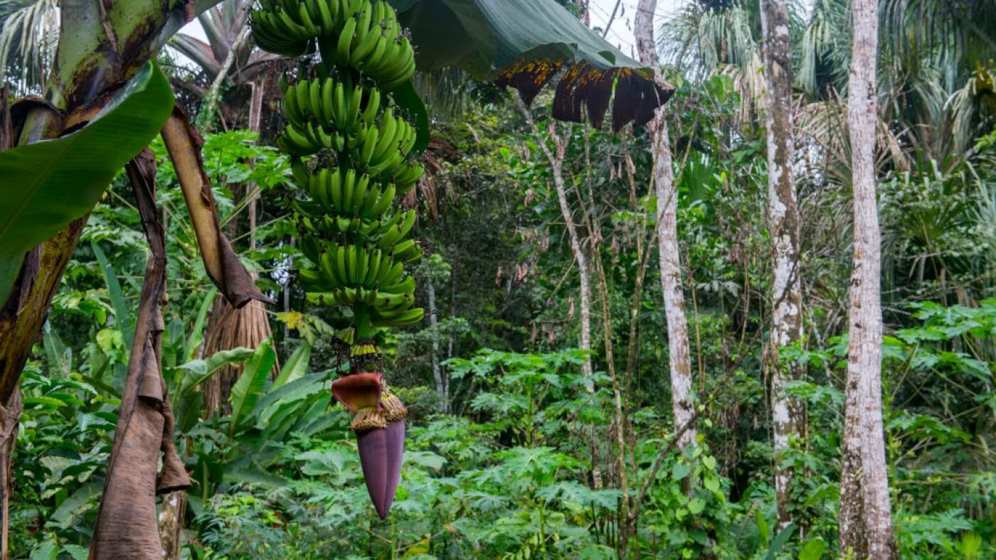 Plant Genetic Superpower: Polyploidy Aids Survival Amid Climate Turmoil