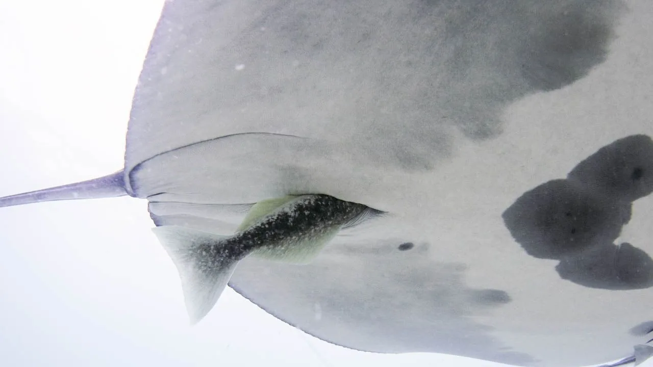 Remora Fish Found Hiding in Manta Ray Anuses, Study Reveals