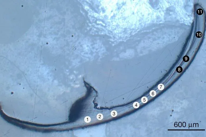 Sea Worm Jaws Inspire New 'Bio-Metal' Materials Class