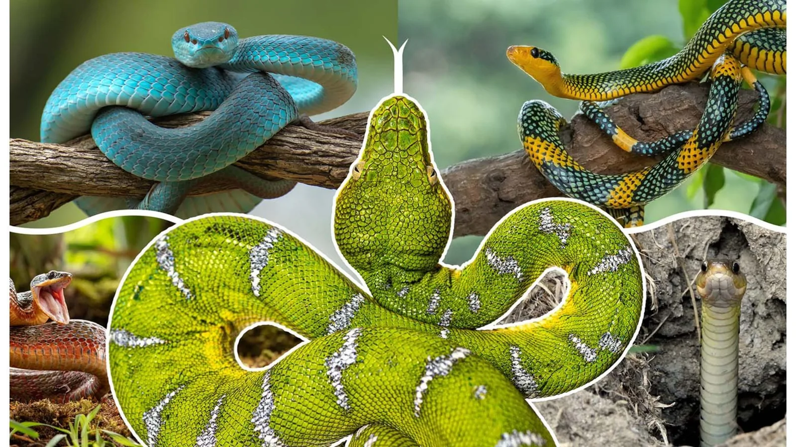 Snake Evolution: How Lizards Lost Legs Over 100 Million Years