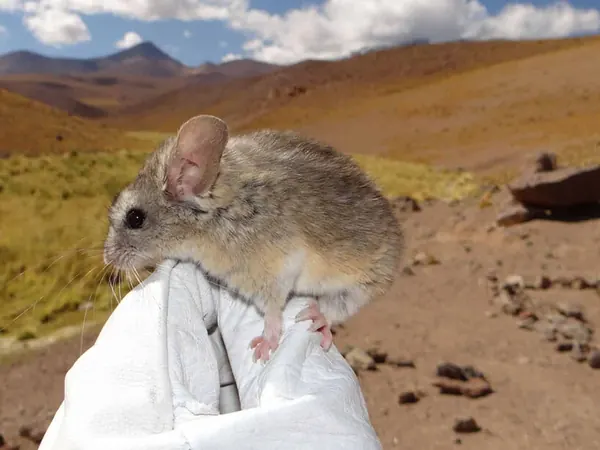 Andean Mouse's Survival Secrets at 7,000 Meters Revealed