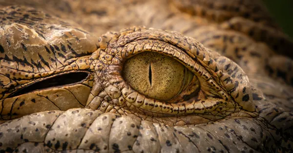 Bipedal "Witch Croc" Fossil Rewrites Reptile Evolutionary History
