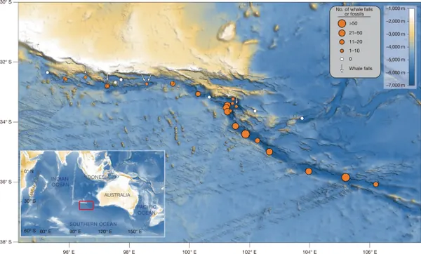 Deep-Sea Whale Graveyard Found in Indian Ocean's Diamantina Zone