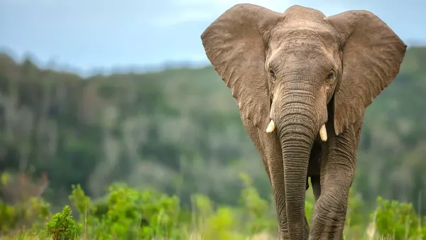 1.8 Million-Year-Old Elephant Butchery Sites Reveal Early Human Survival Tactics