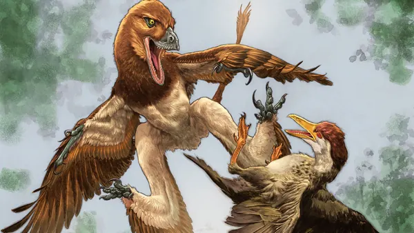 Four-Winged 'Dragon' Dinosaur Unearthed in Ancient China
