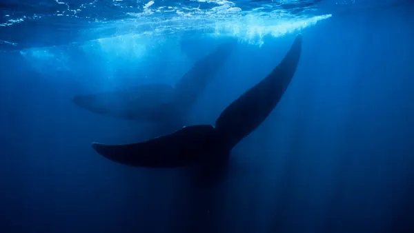 Deep Ocean Reveals Vast 'Whale Graveyard' with 5.3 Million-Year-Old Fossils