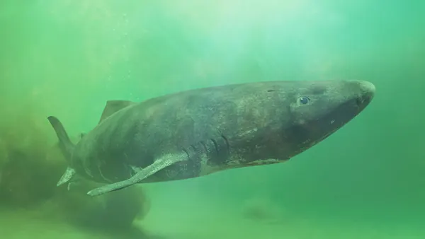 Greenland Shark Genome Reveals Secrets to Extreme Longevity