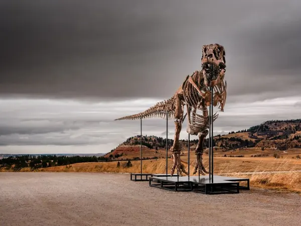 Gus T. Rex Fossil Nears Record Auction Price