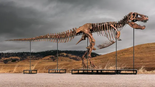 Gus T. Rex Fossil Could Fetch Record Price at Auction