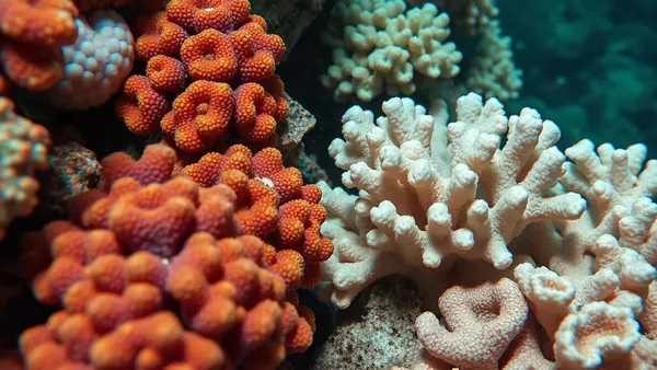 Healthy Corals Heal Bleached Neighbors, Stanford Study Reveals