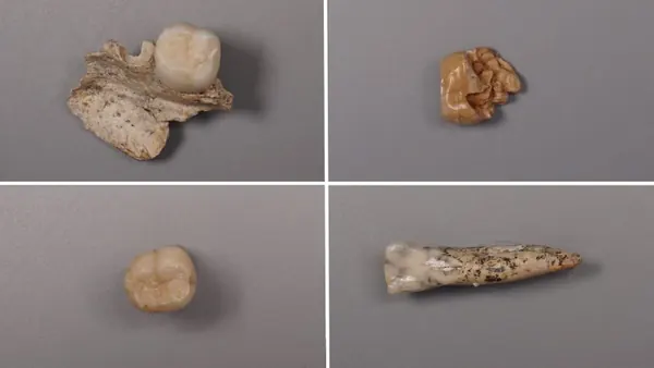 Homo Erectus Teeth Proteins Reveal Evolutionary Links to Modern Humans