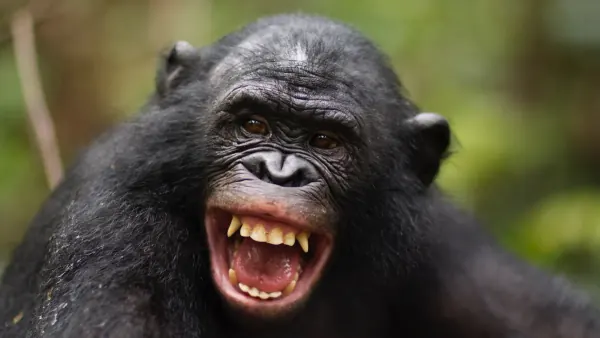 Human & Ape Laughter Similarities Span 15 Million Years, Study Finds
