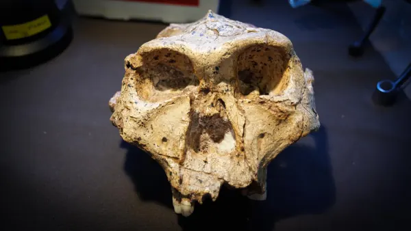 Human Family Tree May Need Rewriting: New Homo Genus Proposal
