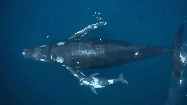 Humpback Whale Mother Shows Grief Over Stillborn Calf in Rare Footage