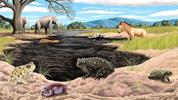 Extinct Ice Age Toad Species Unearthed at La Brea Tar Pits