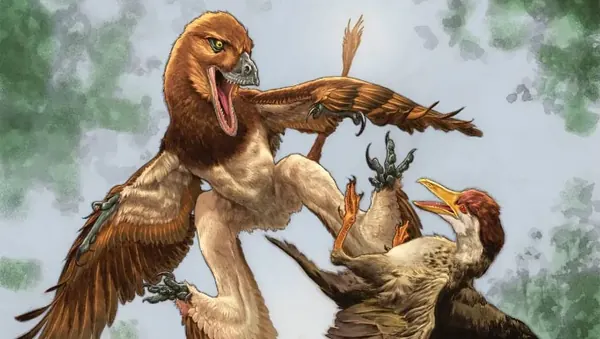 New Four-Winged Dinosaur Jian changmaensis Found in China
