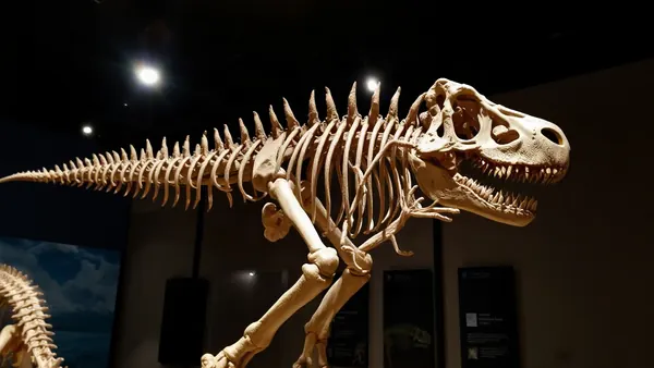 Mini T. Rex Fossil Fetches $47 Million at Auction