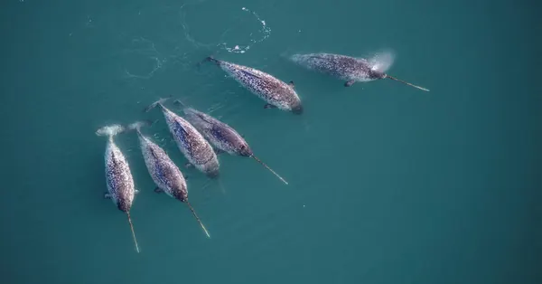 Narwhal Tusks Reveal Hidden Internal Spiral, Scientists Discover