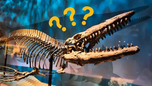 New "King of Tylosaurs" Predator Fossil Discovered in Museum Collection
