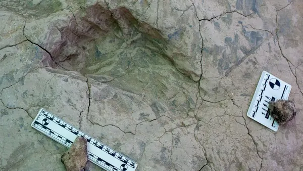 Nutcracker Man: Kenyan Footprints Reveal Taller, Social Hominin