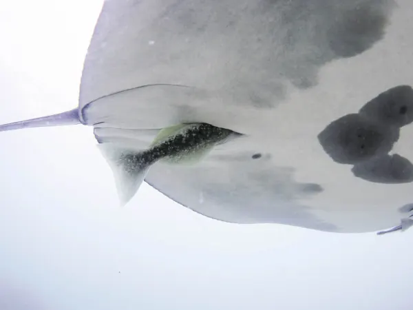 Remora Fish's 'Cloacal Diving' Behavior Puzzles Scientists
