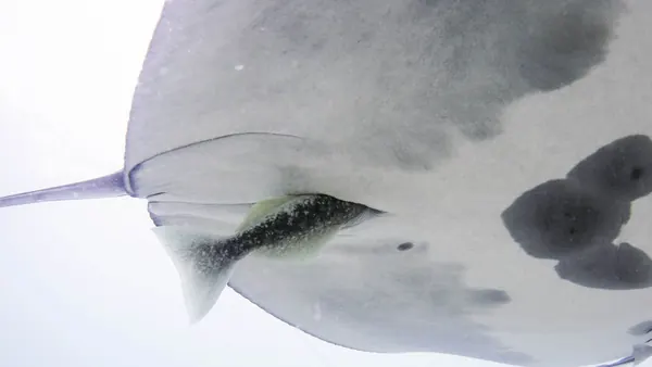 Remora Fish Found Hiding in Manta Ray Anuses, Study Reveals