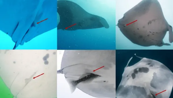 Remoras Filmed Entering Manta Rays' Cloaca for First Time