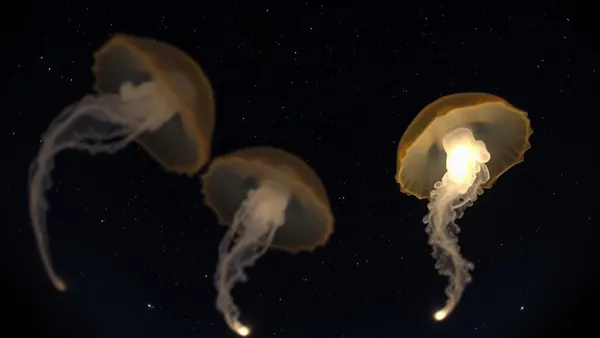 SpaceX Launch Creates 'Space Jellyfish' Phenomenon Over US East Coast