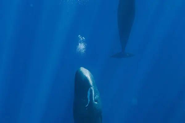 Arctic Sperm Whales Use Bubbles to Stay Afloat While Resting