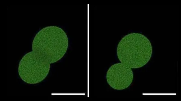 Synthetic 'SpudCell' Mimics Living Cells, Promises Biological Manufacturing
