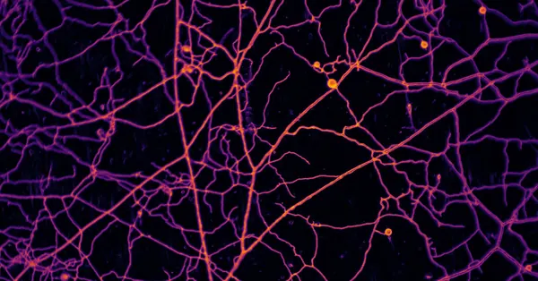 Vast Underground Fungal Networks Hold 300 Megatons of Carbon