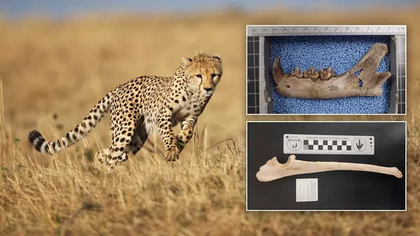 Wyoming Ice Age Cat DNA Offers Clues to Save Big Cats Today