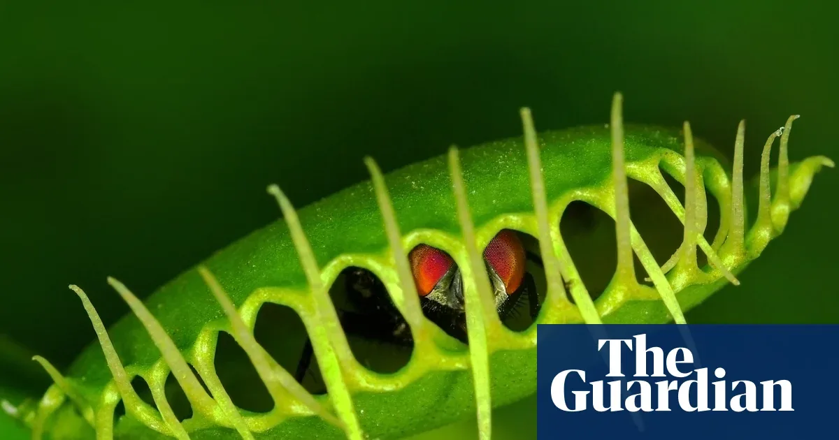 Venus Flytrap's Lightning Snap Explained by Softening Cells